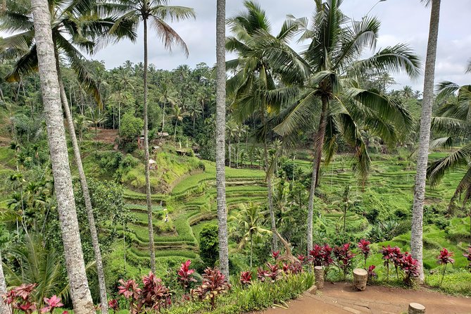 Hire Bali Trip Driver - Pickup Locations and Logistics