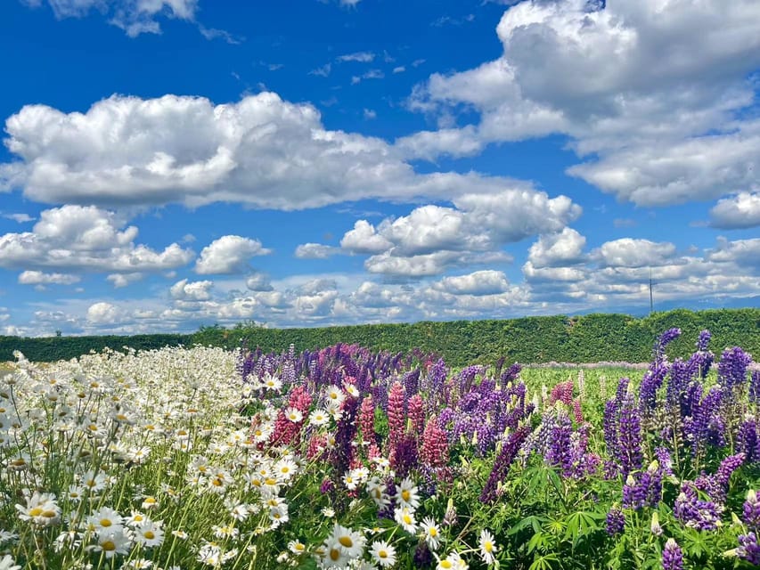 Hokkaido: Biei Furano One-Day Tour (Lunch&Melons Option) - Tomita Farm Exploration