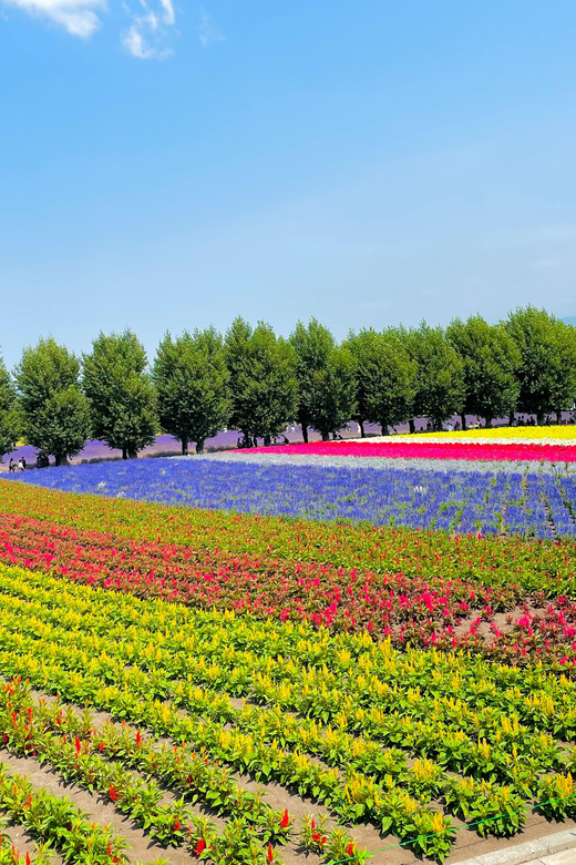 Hokkaido Furano Tomita Farm Tour With Melon Buffet Option - Customer Reviews