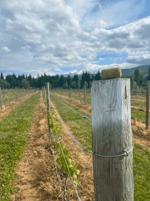 Hood River Premium Wine Tour - Important Restrictions