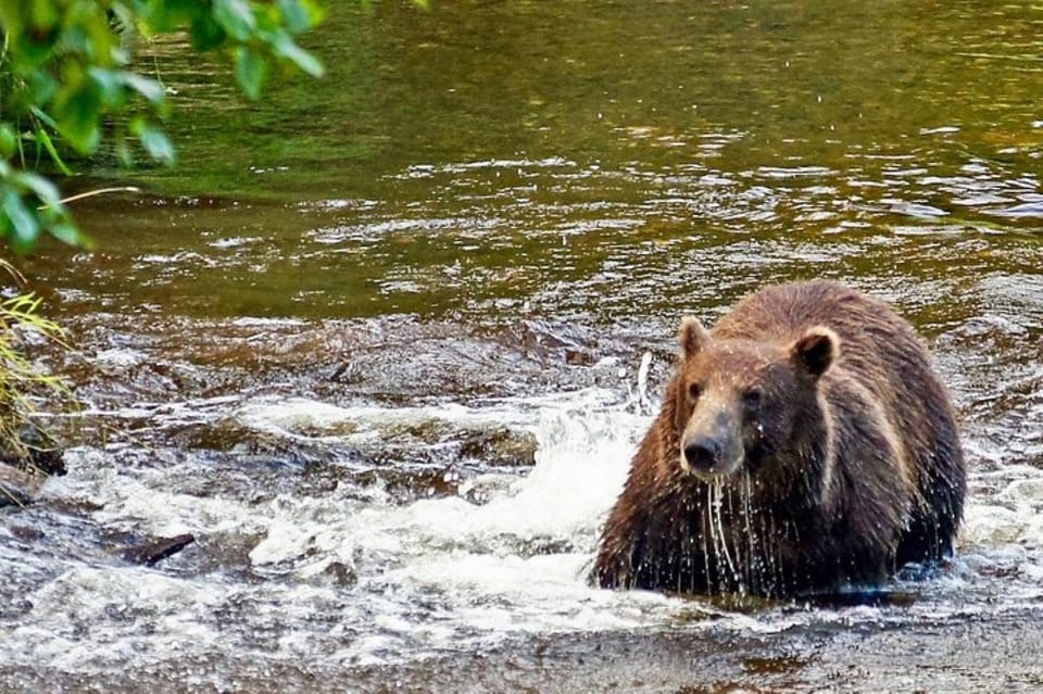 Hoonah: Chichagof Island Brown Bear Search - Safety and Accessibility Considerations