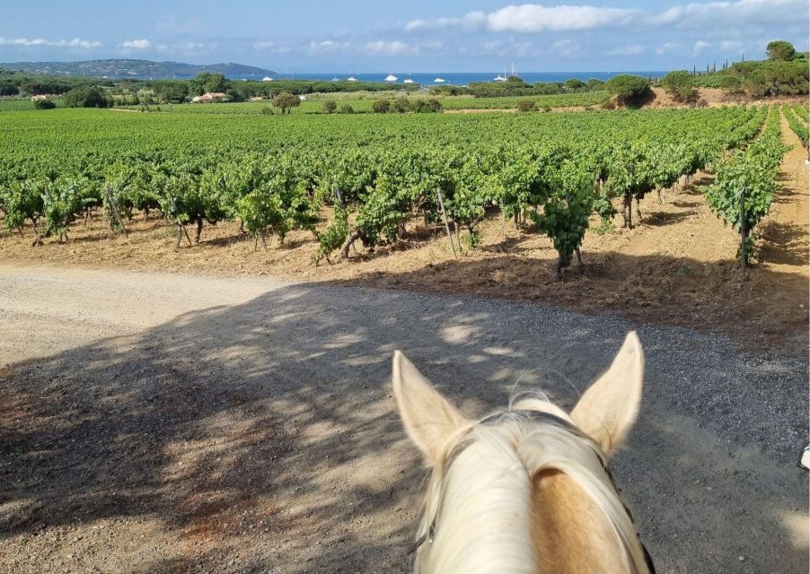 Horse Back Riding + Wine Tasting in Ramatuelle - Safety and Attire