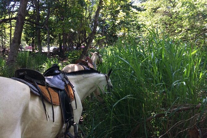 Horseback Riding in Tamarindo Beach - Accessibility and Family-Friendly