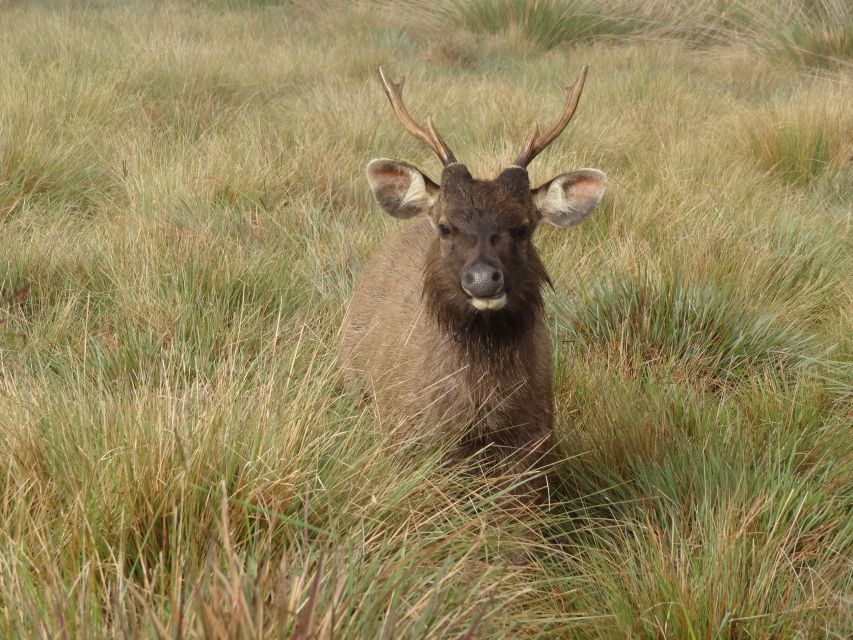 Horton Plains National Park Tour & Scenic Train Ride - Important Guidelines