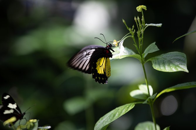 Houston Museum of Natural Science and Cockrell Butterfly Center - Visitor Amenities and Services