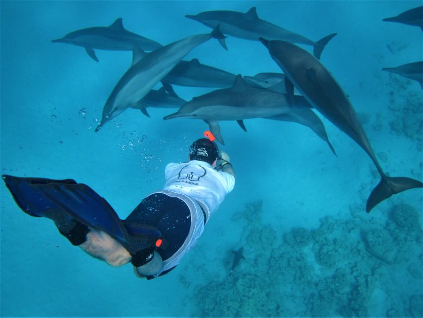 Hurghada: Speedboat Dolphin Watching & Snorkeling With Lunch - Important Information