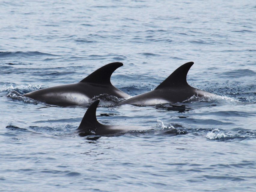 Húsavík: Big Whales and Puffin Island Speedboat Tour - Participant Restrictions