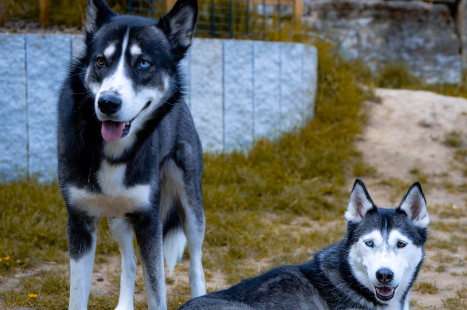 Husky Experience Hiking Althütte - Restrictions and Important Information