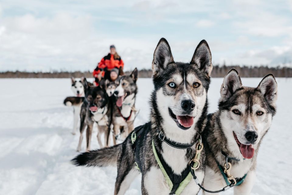 Husky Safari 1 Hour (10 Km) Small-Group Mushing Experience - Participant Information