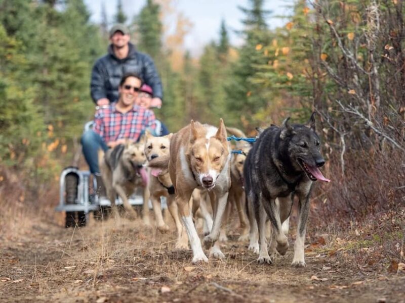 Husky Safari and Guided Tour. Autumn - What to Expect
