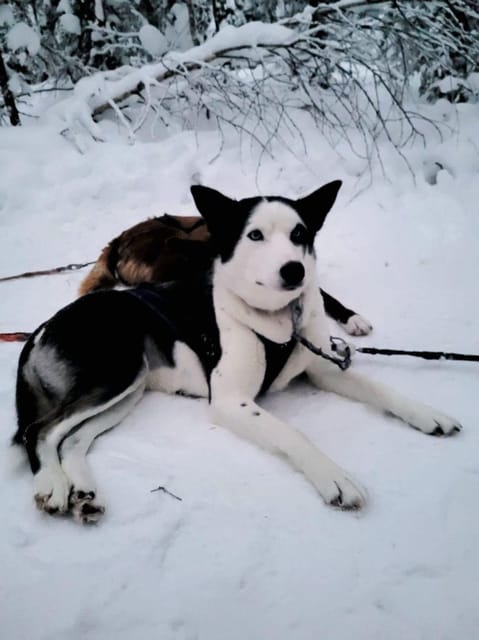Husky Sledding Ride 1,5 Km Family Trip - Booking Information