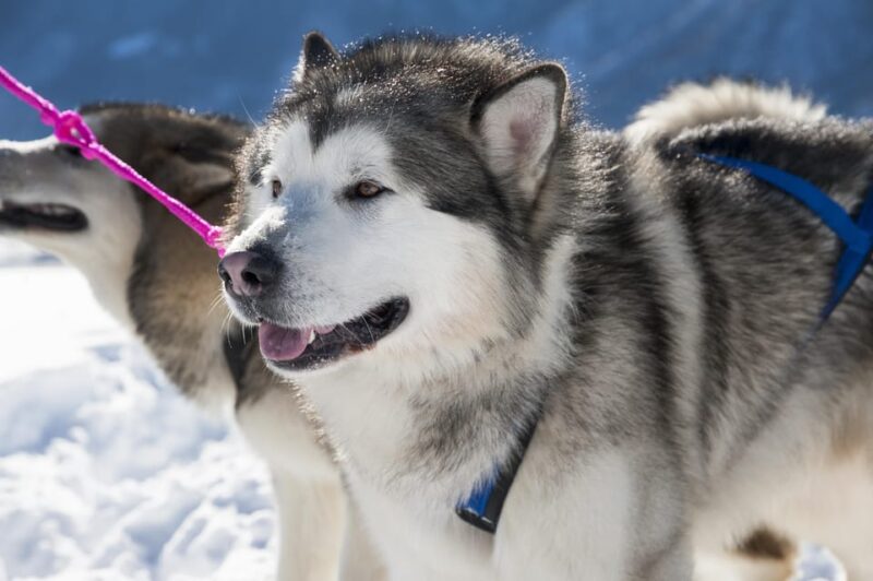 Husky Sledding Ride in Levi 5 KM - Frequently Asked Questions