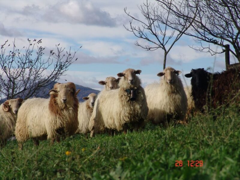 Idiazabal Cheese Tour From San Sebastian - Group Size and Languages