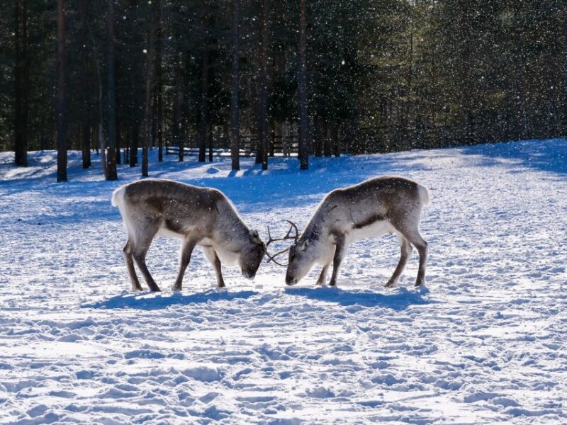 Inari : Siida Museum, Open Fire Lunch & Lake Inari Cruise - Frequently Asked Questions