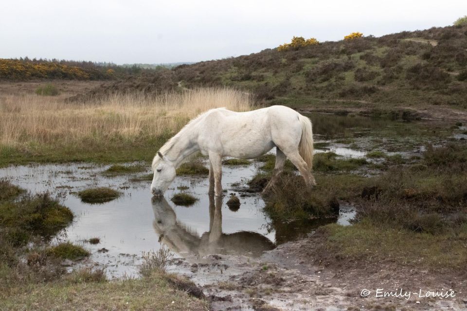 Introduction to the New Forest (Wilverley) - Experience Highlights