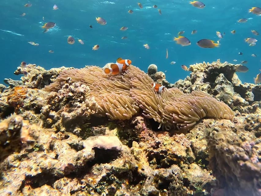 Iriomote: Coral Snorkeling and Yubujima Sightseeing Tour! - Eco-Friendly Practices