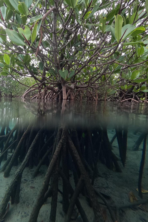 Iriomote Island: Mangrove River Canoe Cruising Tour - Important Participation Details