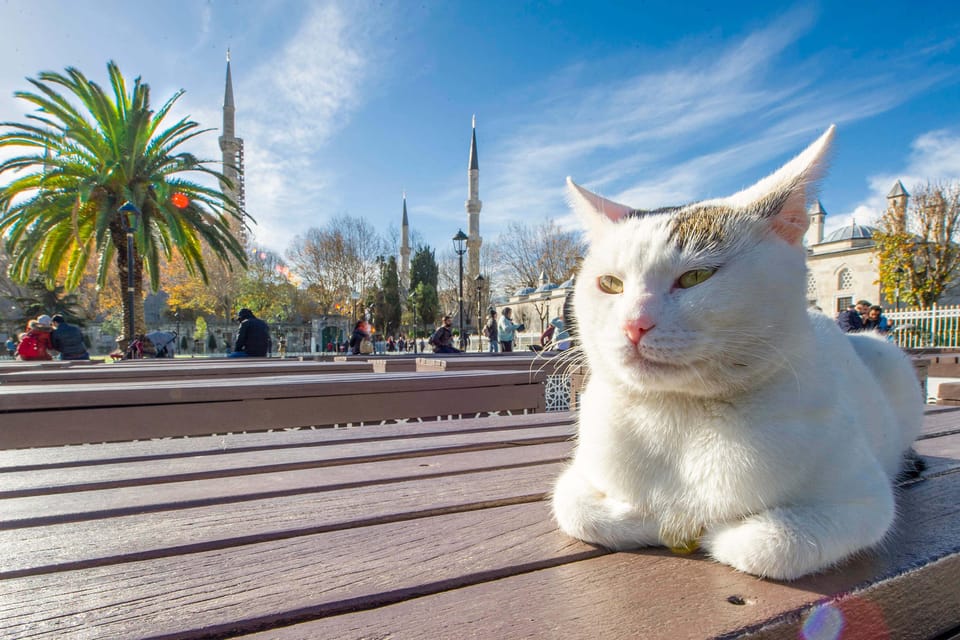 Istanbul: City Tour With Audio Guide in Your Smartphone - Tour Content and Insights