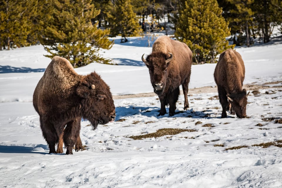 Jackson: Yellowstone Snowcoach Tour to Old Faithful - Important Information