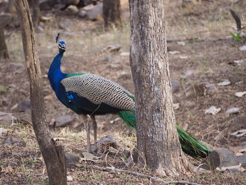 Jaipur: Leopards Safari Tour at Jhalana L Spot Wild Animals - Preparation and Recommendations