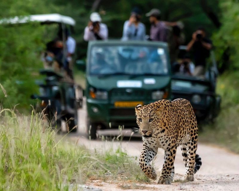 Jaipur: Private Jhalana Leopard Safari Tour - Frequently Asked Questions