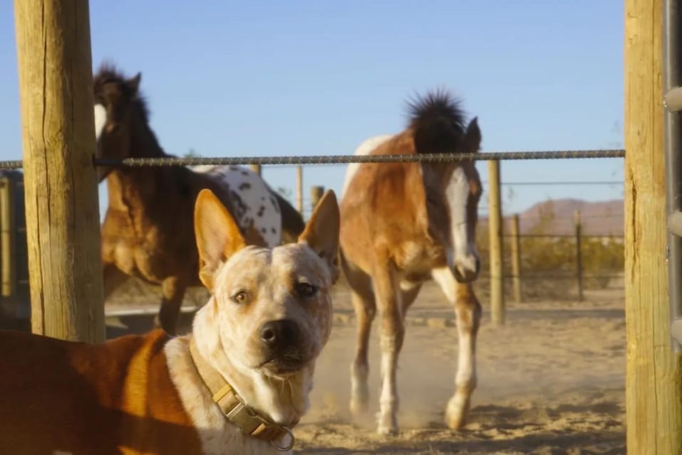 Joshua Tree: Horseback Trail Riding Adventure With a Guide - What to Bring