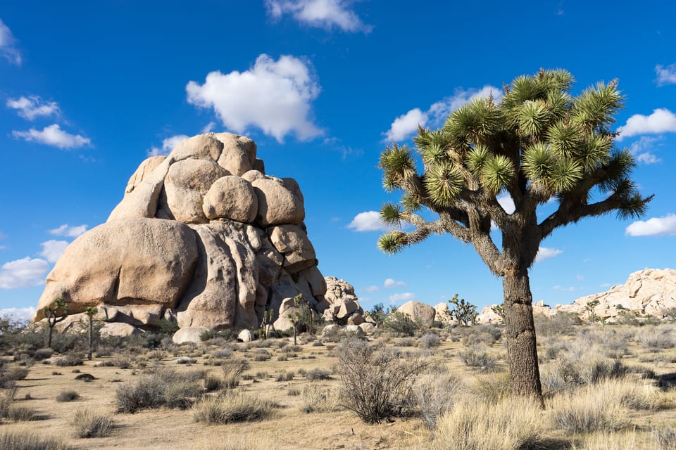 Joshua Tree: Keys View Iconic Driving Tour - App Access