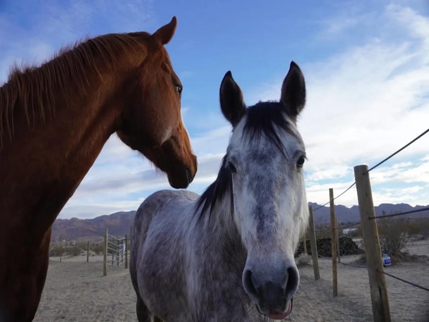 Joshua Tree: Pony Ride for Children - Pony Rides for Children