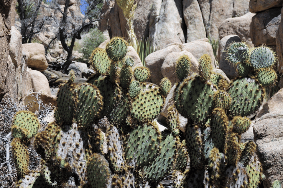 Joshua Trees Hidden Valley Self-Guided Walking Audio Tour - All-day Support