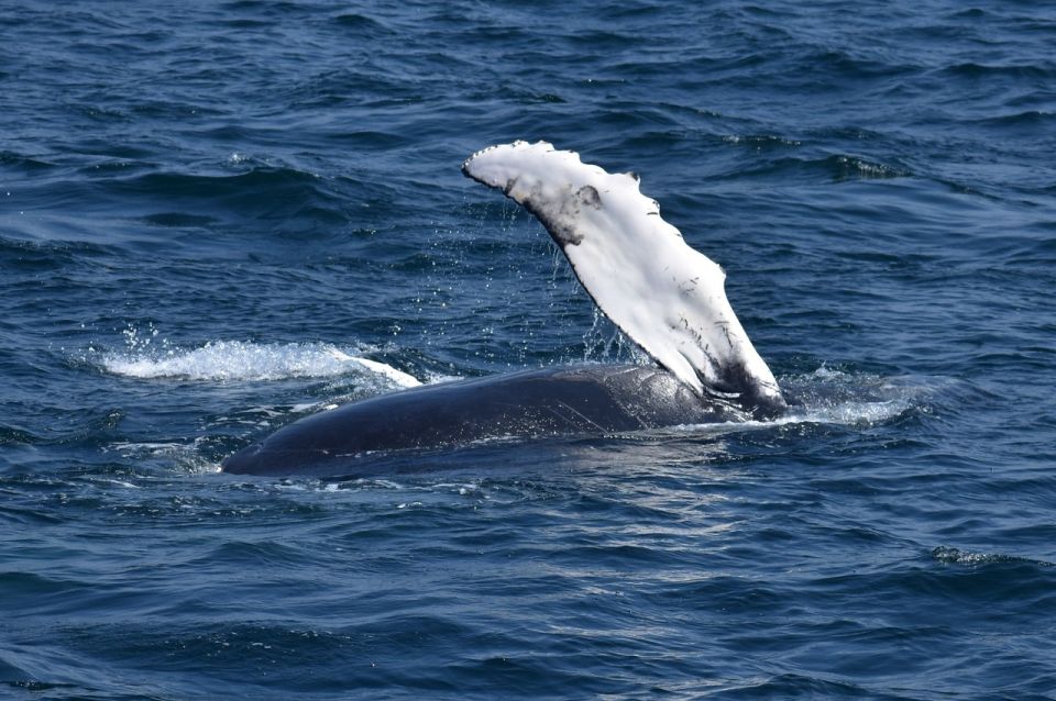 Juneau: Whale Watching and Mendenhall Glacier Day Trip - Tour Inclusions