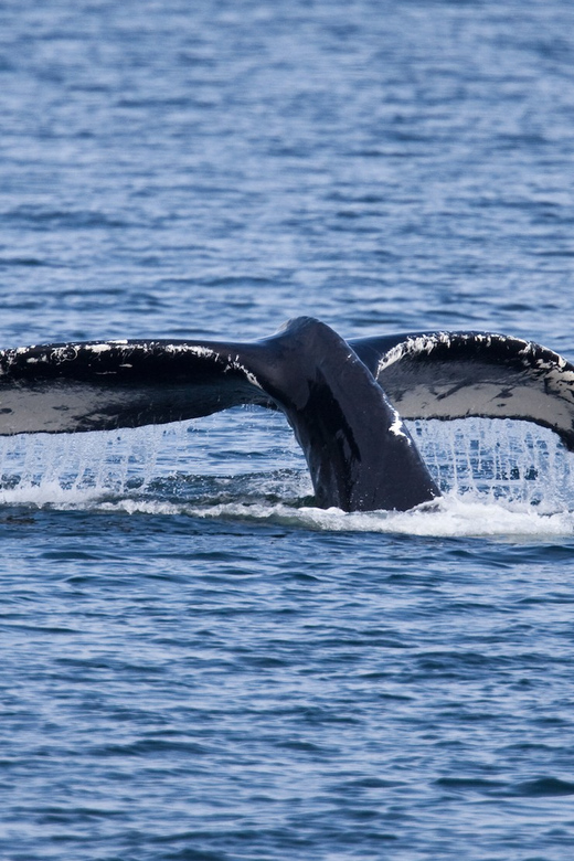 Juneau: Whale Watching and Wildlife Cruise With Local Guide - Booking Information