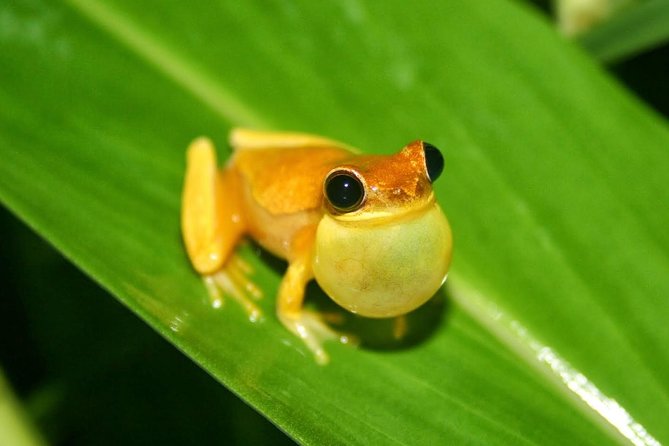 Jungle Night Tour Manuel Antonio - Guided Insights and Perspectives