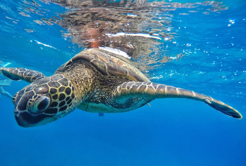 Kaanapali Beach: Express Snorkel Trip - Snorkeling Safety Precautions