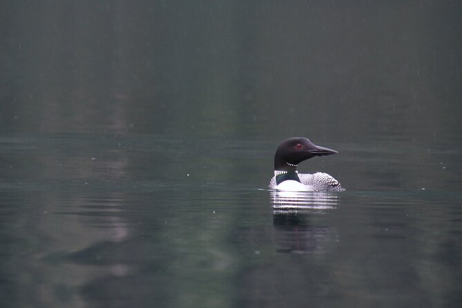 Kachemak Bay Wildlife Tour - Preparation and Recommendations