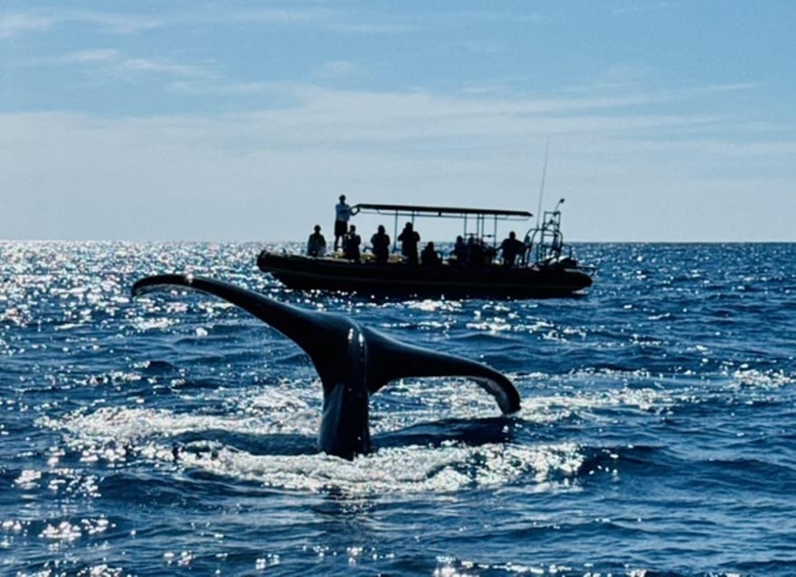 Kailua-Kona: Dolphin Watch & Double-Reef Snorkel Boat Ride - Booking and Reservation