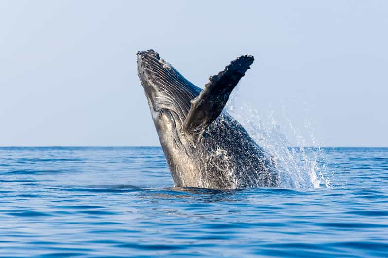 Kailua-Kona: Whale Watching Cruise on the Big Island - Meeting Location