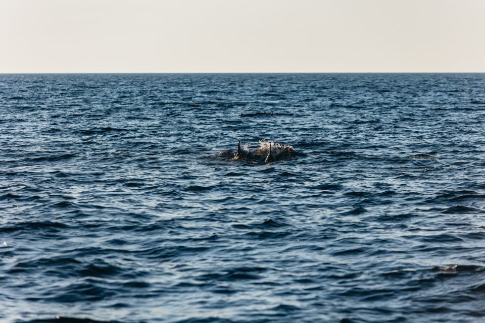 Kamenjak/Medulin: Sunset Dolphin Boat Tour With Dinner - Important Information