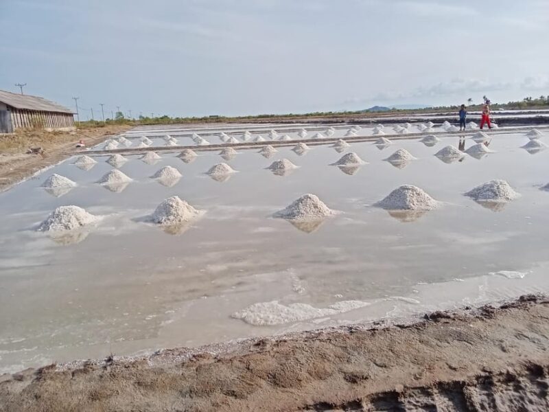 Kampot Half Day Tours (Country Side & Pepper Farm) - Salt Fields Experience