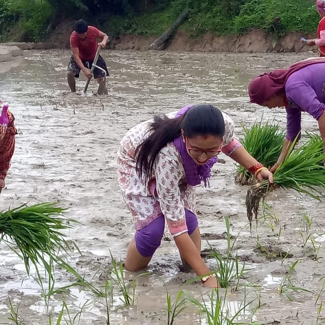 Kathmandu: the Mud and the Miracle,Paddy Plantation Festival - Booking Your Adventure