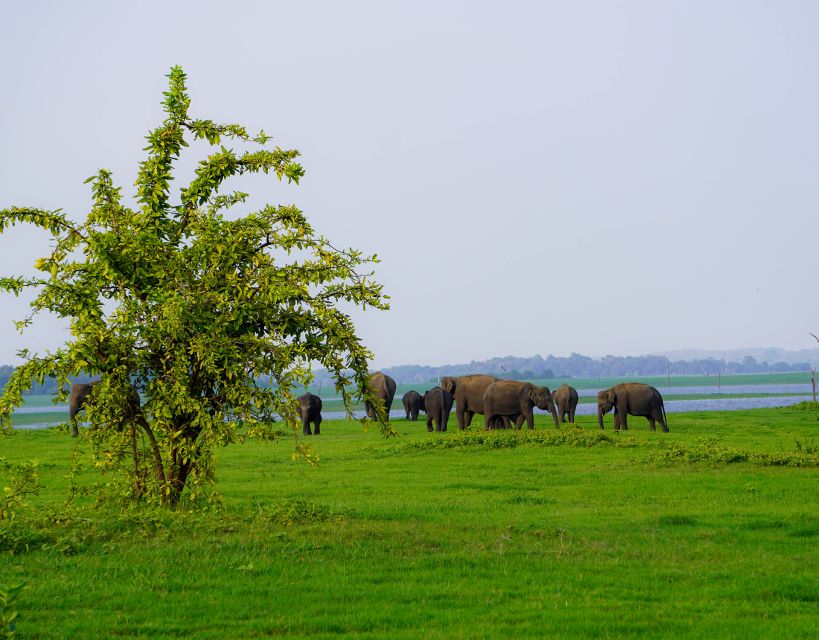 Kaudulla National Park Half Day Sri Lanka Jeep Safari - Important Considerations