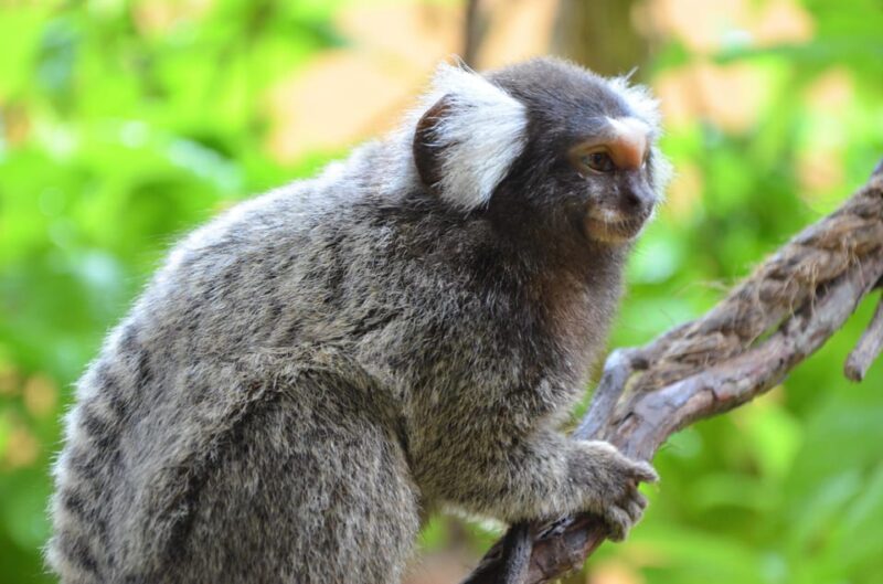 Kedah: Wildlife Park Langkawi Admission Ticket - Admission Categories