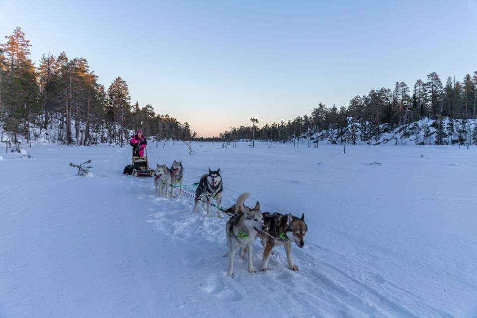 Kemi: Sleddog Husky Safari Incl. Hot Drink - Customer Reviews