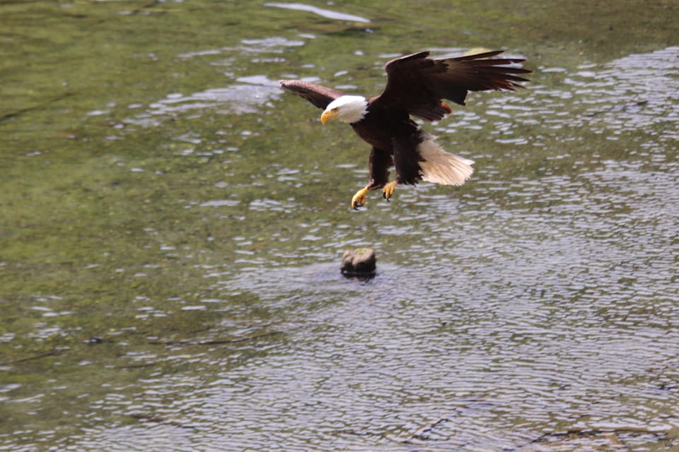 Ketchikan: Alaska Native Cultural and Scenic Shore Excursion - Rainforest Exploration