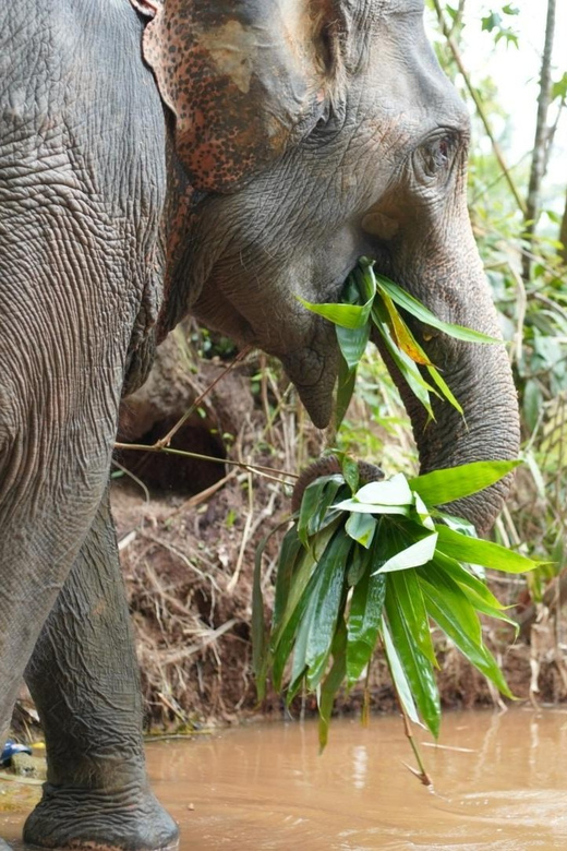 Khaolak: Elephant Sanctuary Guided Tour With Hotel Transfers - Cancellation and Refund Policy