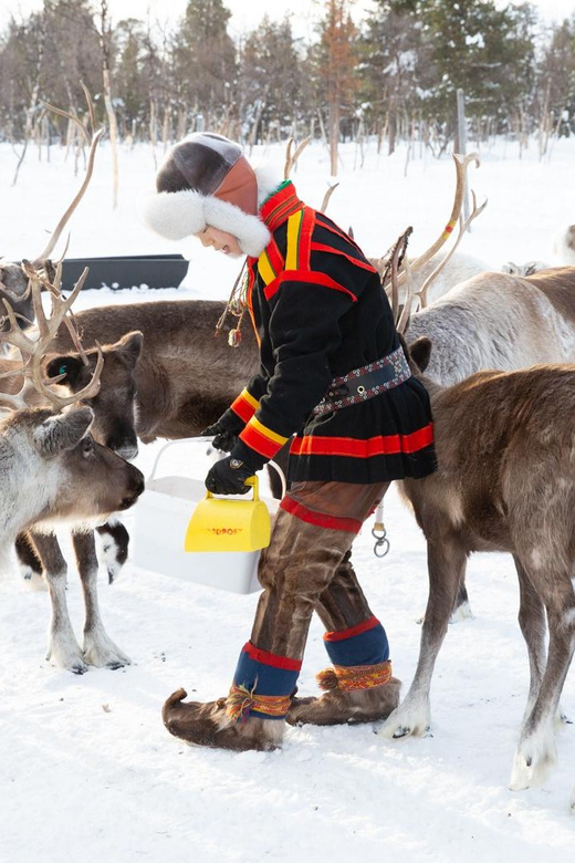 KIRUNA: Reindeer Sled Ride in the Countryside - Cultural Insights