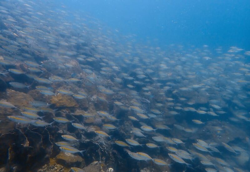 Ko Kut: Private Boat Trip to Koh Rang the National Park - Marine Life and Scenery