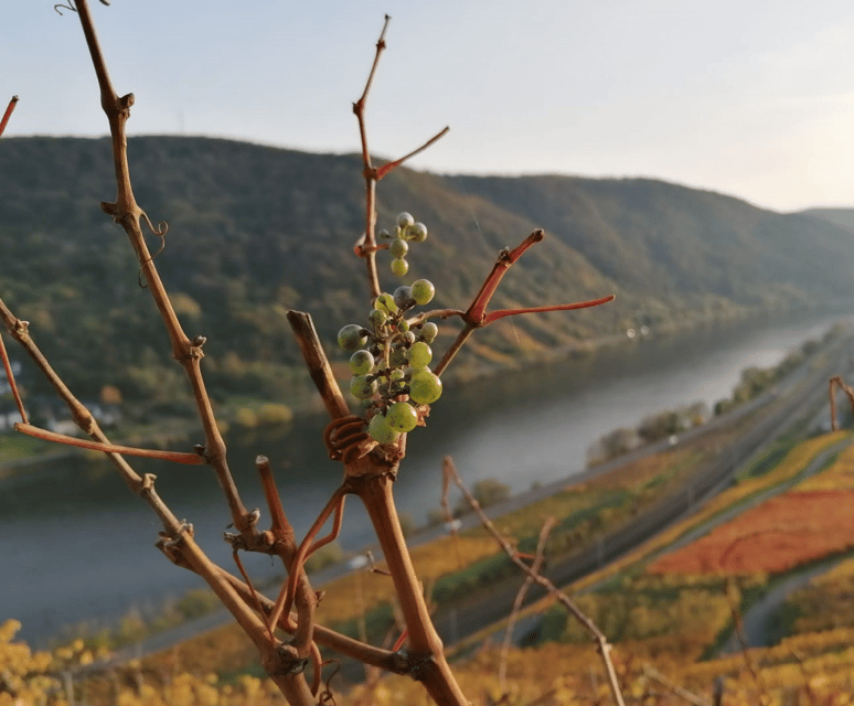 Koblenz: The Living Vineyard, Nature & Wine Enjoyment - Exploring Diverse Habitats