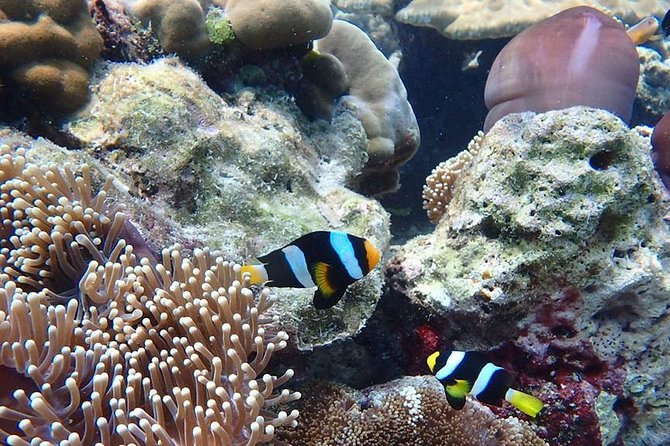 Koh Ngai, Koh Muk + Emerald Cave Snorkeling Tour by Classic Longtail Boat - Reviews and Guest Feedback