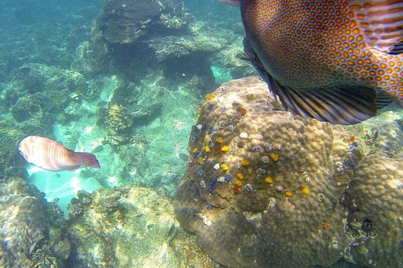 Koh Phangan: Koh Nangyuan & Koh Tao Boat Tour & Snorkeling - What to Bring and Not Allowed