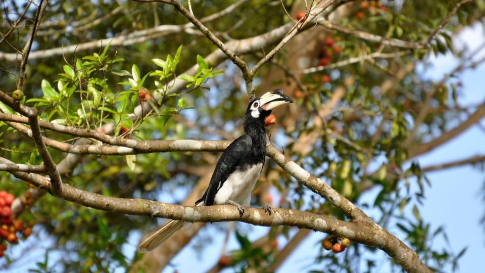 Kota Kinabalu: Kawa Kawa Wildlife River Cruise - Wildlife Viewing Highlights